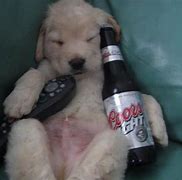 Image result for lazy dogs funniest