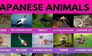 Image result for What Animal Represents Japan