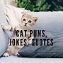 Image result for Cat Pun Memes