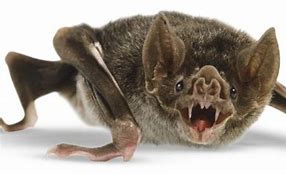 Image result for Real Dracula Bat