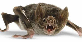 Image result for vampires bats information
