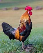 Image result for Image Coq