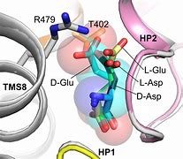 Image result for Aspartate Aminotransferase AST