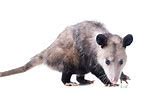 Image result for Opossum Tail