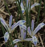 Iris reticulata Painted Lady ಗಾಗಿ ಇಮೇಜ್ ಫಲಿತಾಂಶ