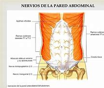 Image result for inervaci�n