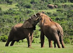 Image result for Two Elephants