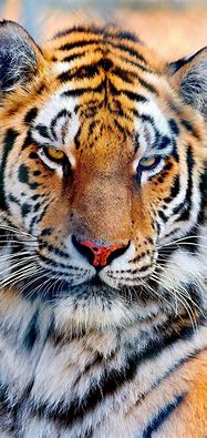 Image result for Tiger iPhone Wallpapers Free