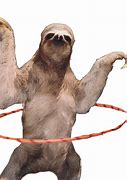 Image result for Funny Sloth Backgrounds