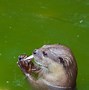 Image result for otters diets