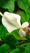 Image result for Begonia multiflora Goldfinch