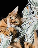Image result for Cat with Money Banner