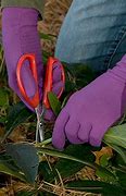 Image result for Foxgloves Gardening Gloves