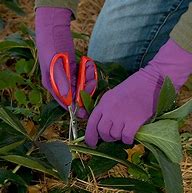 Image result for Fox Gloves for Gardening