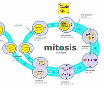 Image result for Mitosis Process