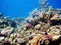 Image result for Biology Marine Habitat
