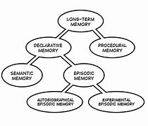 Image result for Human Memory Types