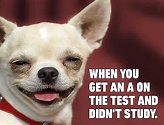 Image result for Pictures of Funny Dog Memes