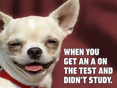 Image result for silly dogs meme