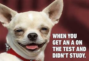 Image result for Meme Dog Exam