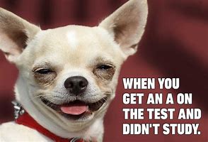 Image result for Dog Funny Puppy Memes