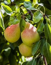 Image result for Pineapple Pear