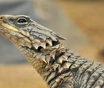 Image result for Armadillo Dragon Lizard