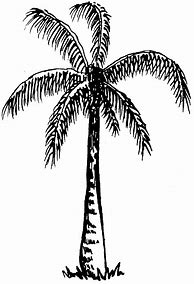 Image result for Tropical Plants Clip Art Black and White