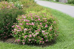 Kuvatulokset haulle Spiraea japonica DOUBLE PLAY BIG BANG