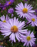 Image result for Aster laevis Calliope