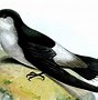 Image result for Neafrapus Apodidae