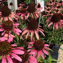 Image result for Echinacea Pixie Meadowbrite™