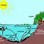 Image result for Animal Ecosystem Diagram