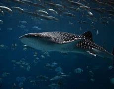Image result for Whale Shark iPhone Wallpaper