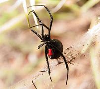 Image result for Black Widow Spider Pest Control