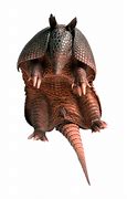 Image result for Armadillo in a Ball