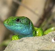 Image result for Lizard with Green Spots