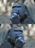 Image result for Gorilla Thinking Meme