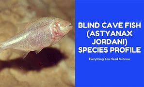 Image result for Blind Cave Fish