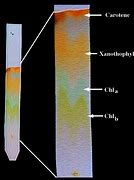 Image result for Column Chromatography and Polarity
