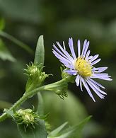 Image result for Aster puniceus