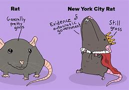 Image result for New York City Rat Meme