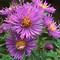 Image result for Aster Plant
