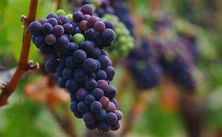 Image result for Moltes Pinot Noir Sonnenglaenzle