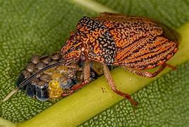 Image result for Female Stink Bug