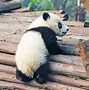 Image result for Male Panda