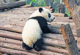 Image result for Panda Names