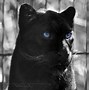 Image result for Panther Blue Eyes