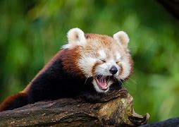 Image result for Red Panda Yawning