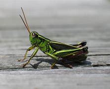 Image result for Grasshopper Animal